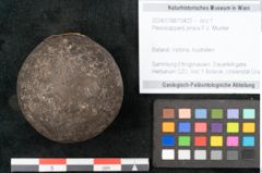 Foto (Objekt + Etikett) von Plesiocapparis prisca F.V. Mueller (NHMW-GEO-2024-0188-10422)